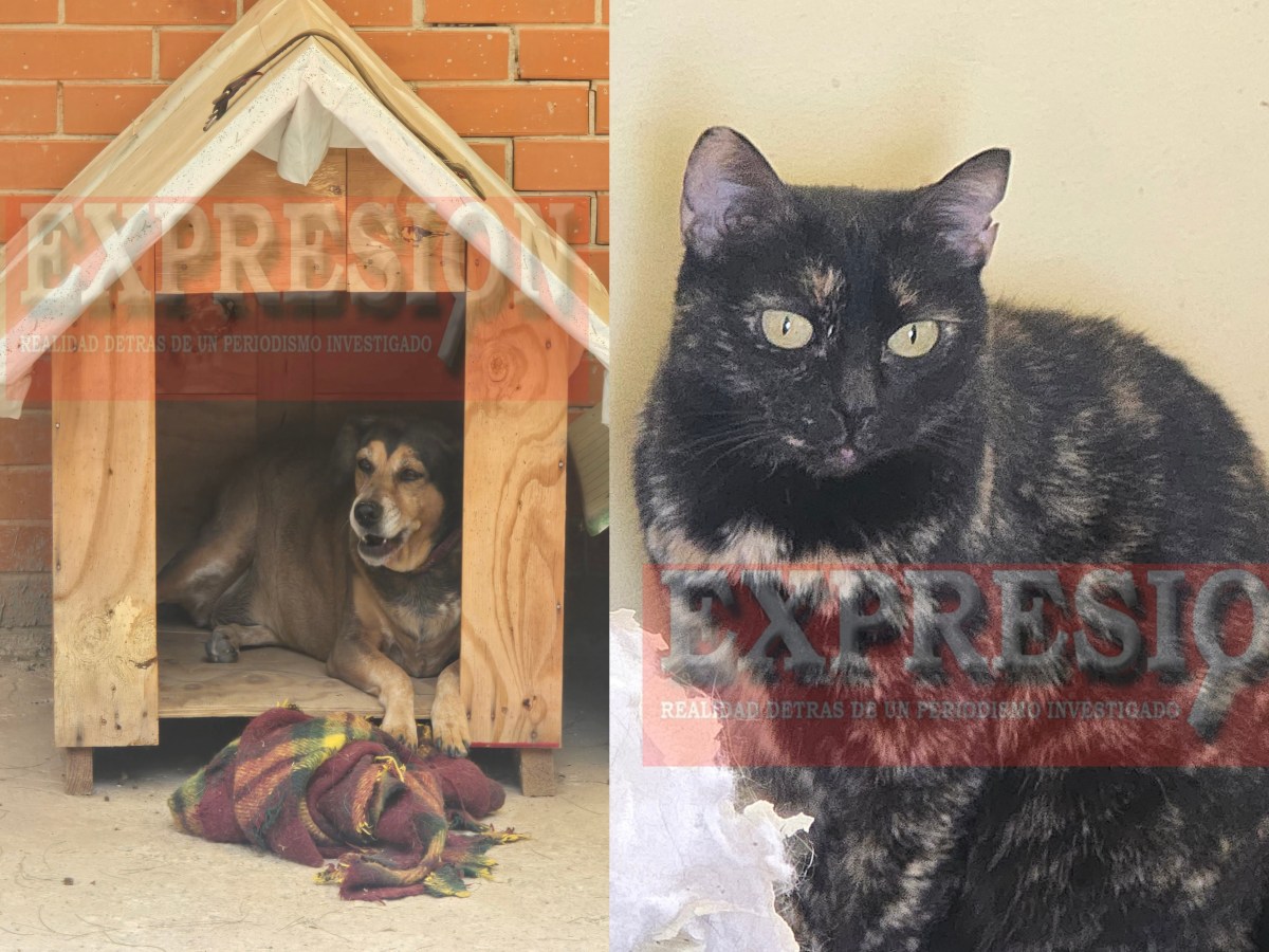 «UNA ESPERANZA DE VIDA» PARA PERROS Y GATOS EN CENTRO DE ADOPCIONES «SOS PATITAS A BORDO» DE TLAXCALA&nbsp;🦊🐩🐕🐈