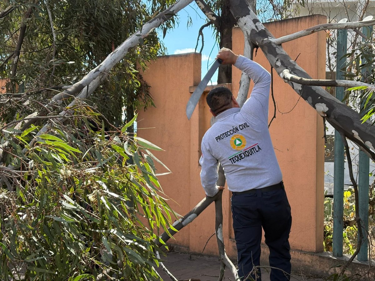 CAE ÁRBOL EN TEQUEXQUITLA POR FUERTES RÁFAGAS DE&nbsp;VIENTO