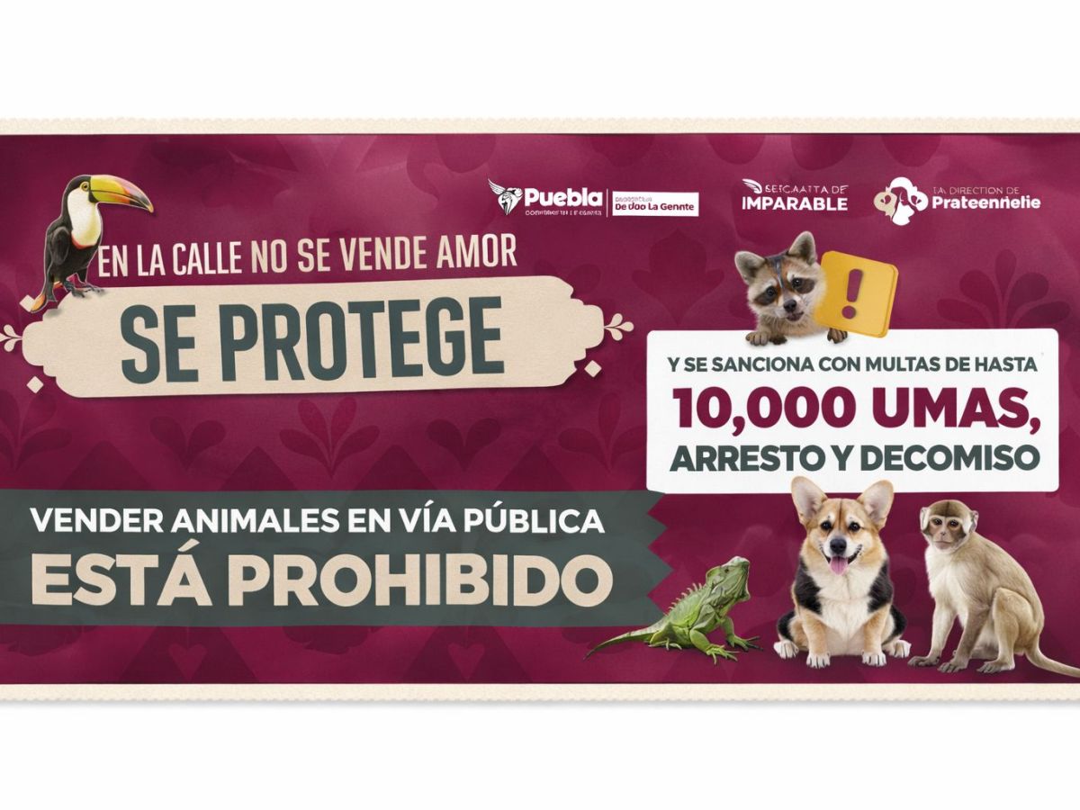 SE REFUERZAN ACCIONES PARA REGULAR VENTA DE ANIMALES EN VÍA PÚBLICA POR INSTRUCCIONES DE PEPE&nbsp;CHEDRAUI