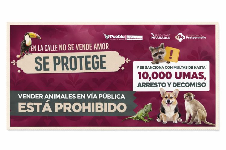 SE REFUERZAN ACCIONES PARA REGULAR VENTA DE ANIMALES EN VÍA PÚBLICA POR INSTRUCCIONES DE PEPE&nbsp;CHEDRAUI