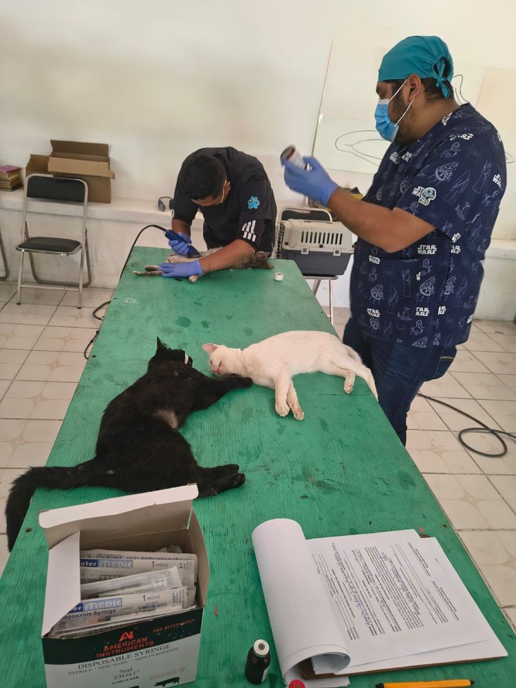 CON ÉXITO SE REALIZA JORNADA DE ESTERILIZACIÓN EN SANTA&nbsp;ANITA