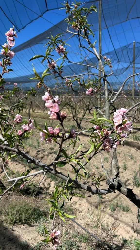 SECRETARÍA DE IMPULSO AGROPECUARIO EVALÚA POSIBLES DAÑOS EN HUERTAS DE DURAZNO EN&nbsp;ATLTZAYANCA