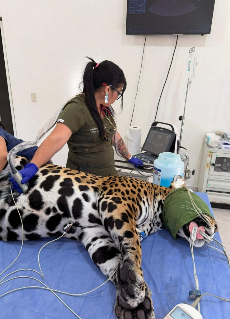 ESPECIALISTAS REALIZAN EVALUACIONES CLÍNICAS A FELINOS EN EL ZOOLÓGICO DEL&nbsp;ALTIPLANO