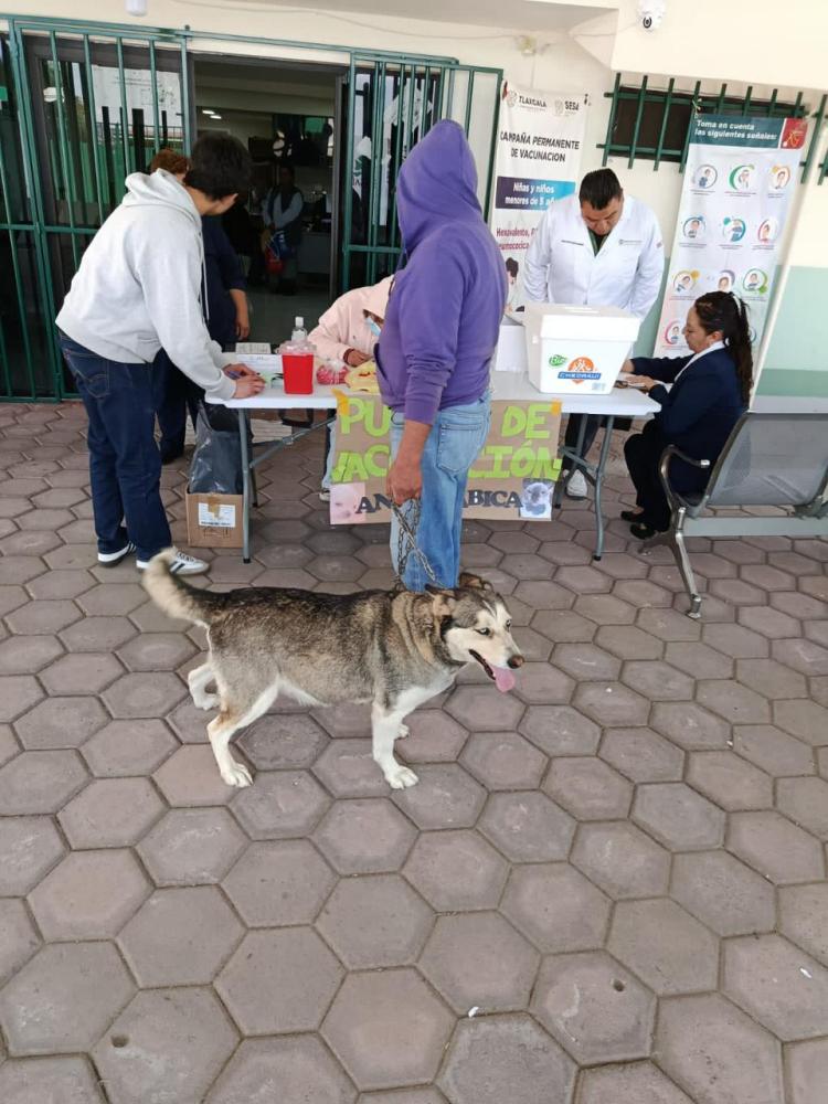 SESA E IMSS-BIENESTAR APLICARÁN MÁS DE 388 MIL VACUNAS ANTIRRÁBICAS A PERROS Y&nbsp;GATOS
