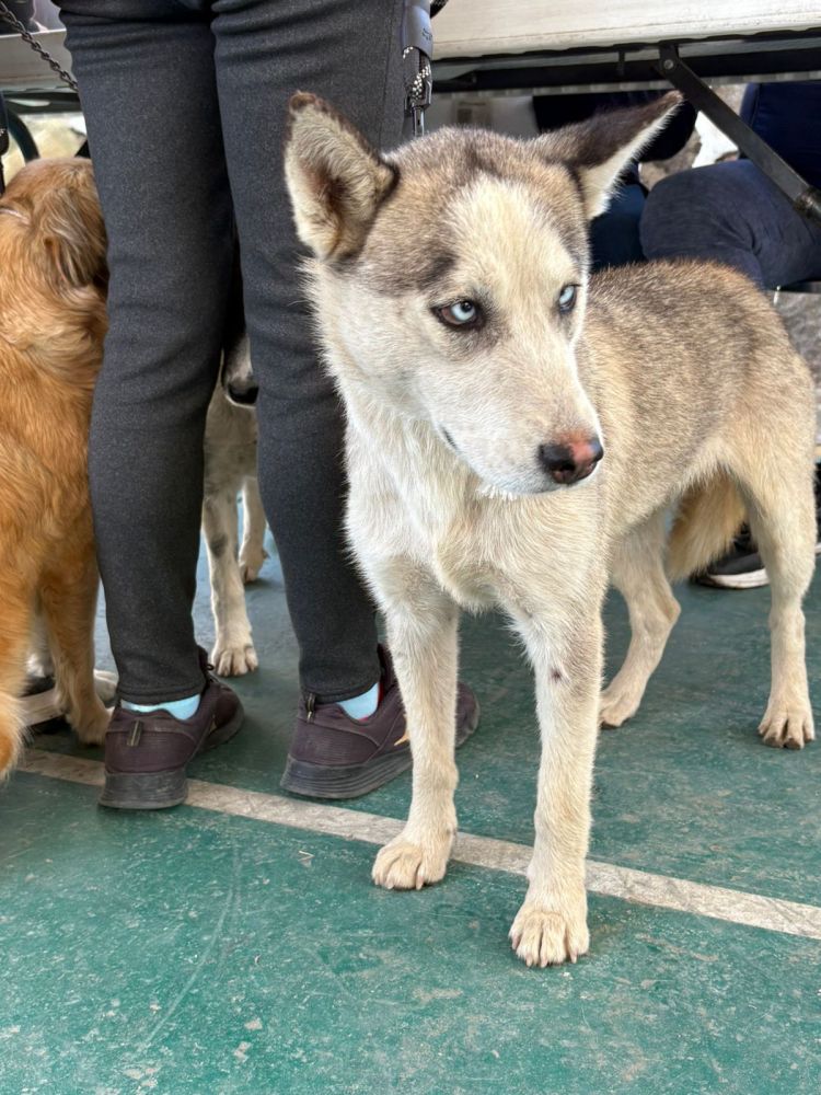IMPULSA PEPE CHEDRAUI JORNADAS DE BIENESTAR ANIMAL EN DIVERSAS COLONIAS DEL&nbsp;MUNICIPIO