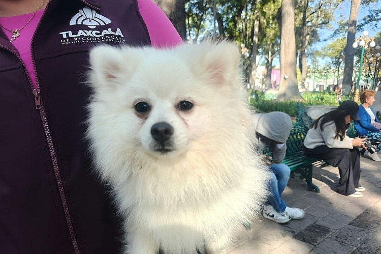 GOBIERNO DE ALFONSO SÁNCHEZ GARCÍA CONTINUARÁ CAMPAÑA DE ESTERILIZACIÓN CANINA Y FELINA EL 22 DE&nbsp;MAYO