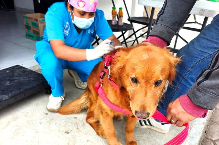 FORTALECEN GOBIERNO DE ALFONSO SÁNCHEZ Y ZOONOSIS DE SESA LA SALUD PÚBLICA CON EXITOSA CAMPAÑA DE ESTERILIZACIÓN&nbsp;ANIMAL