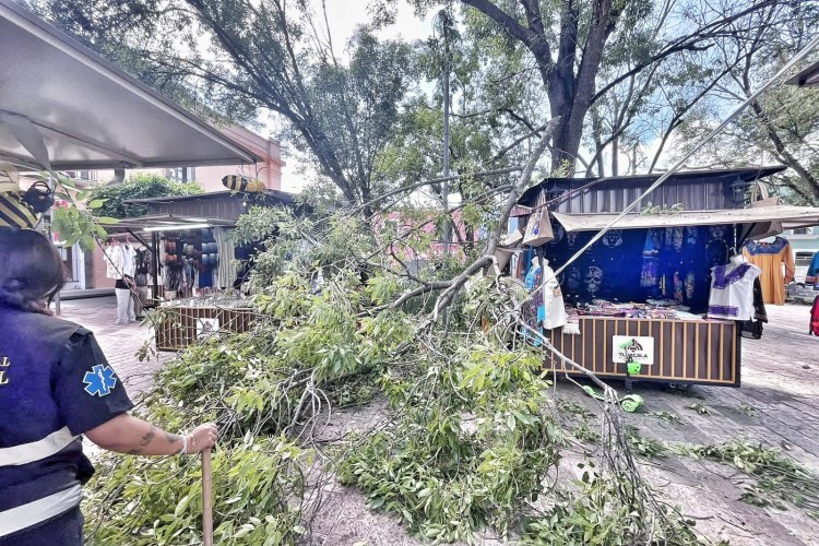 GOBIERNO MUNICIPAL DE TLAXCALA DA RESPUESTA INMEDIATA ANTE CAÍDA DE RAMA EN EL PARQUE&nbsp;XICOHTÉNCATL