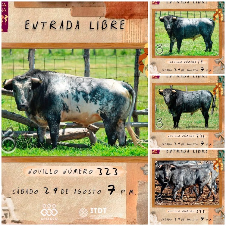 🐂 YA ESTÁN AQUÍ LOS PRIMEROS PROTAGONISTAS DE LA COPA PANA&nbsp;🏆