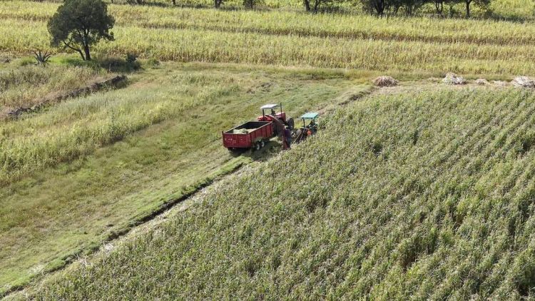 🌽🚜 ¡MÁS APOYO Y MEJORES RESULTADOS PARA EL CAMPO DE&nbsp;APIZACO!