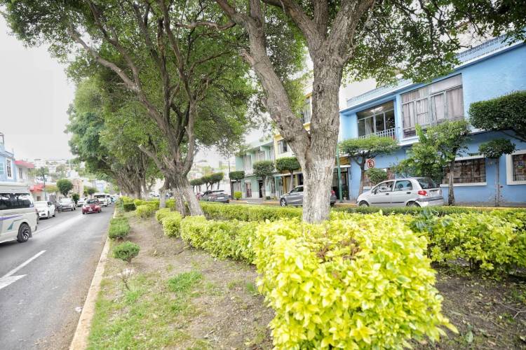 AYUNTAMIENTO DE TLAXCALA REALIZA PODA DE JACARANDAS PARA MEJORAR IMAGEN URBANA Y SEGURIDAD EN BULEVAR MARIANO&nbsp;SÁNCHEZ